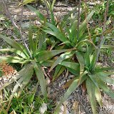 Aloe sp 4 JL (b) P1120491.JPG